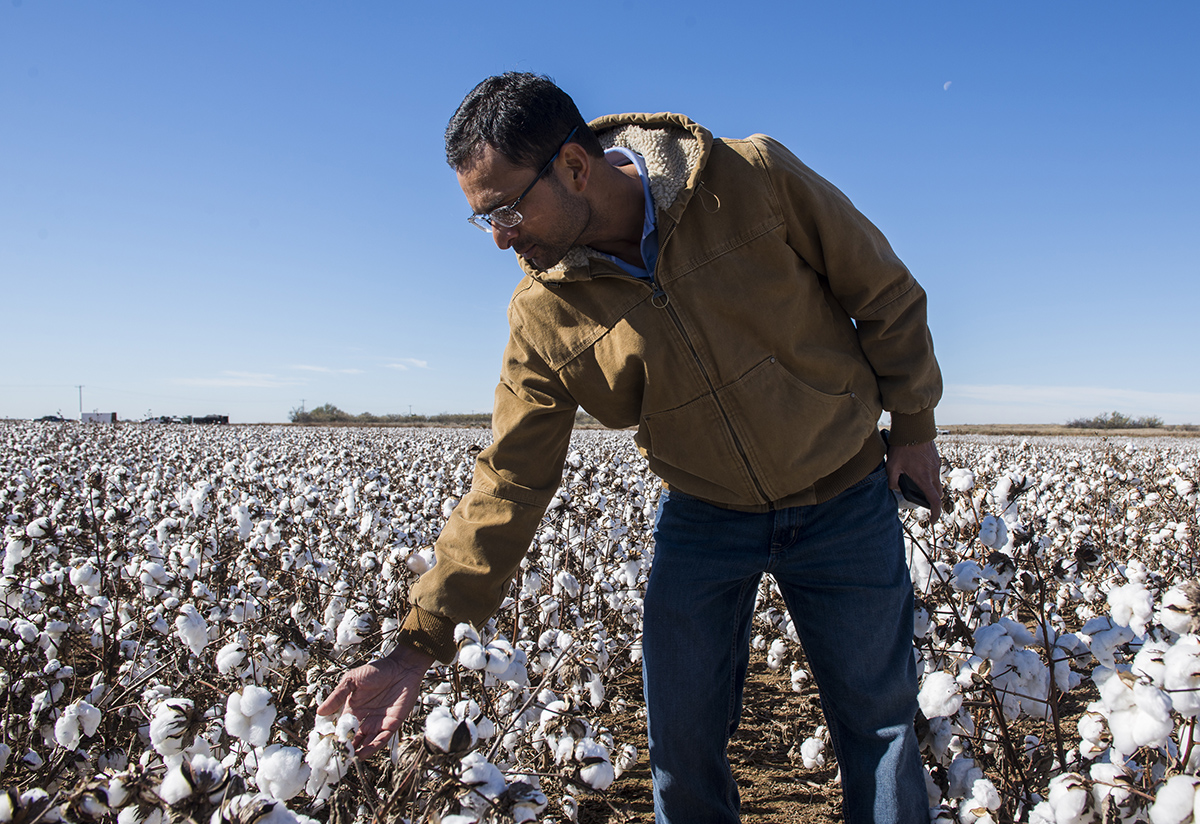 Bayer cotton development breeder Nilesh Dighe inspects the test plots. Some of what he looks at is how well the boll has held up and the strength of the fiber.
